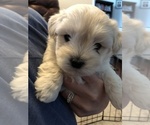 Small Photo #16 Coton de Tulear Puppy For Sale in YELM, WA, USA