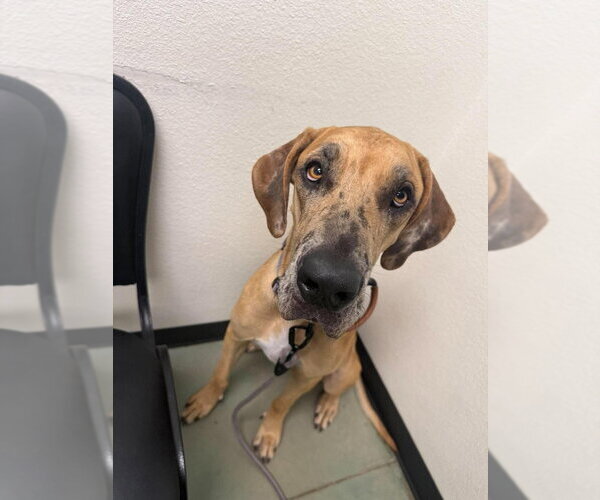 Medium Photo #3 Great Dane Puppy For Sale in Bullard, TX, USA