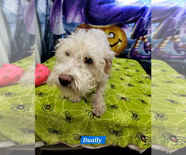 Medium Photo #1 Mutt Puppy For Sale in Metairie, LA, USA