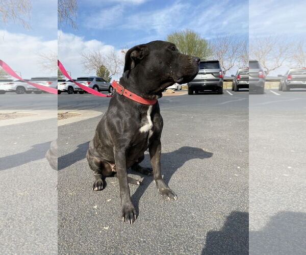 Medium Photo #7 Mutt Puppy For Sale in Chandler, AZ, USA