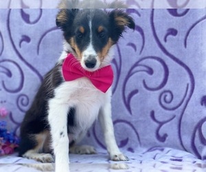 Shetland Sheepdog Puppy for sale in LANCASTER, PA, USA