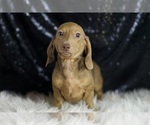 Small #3 Dachshund