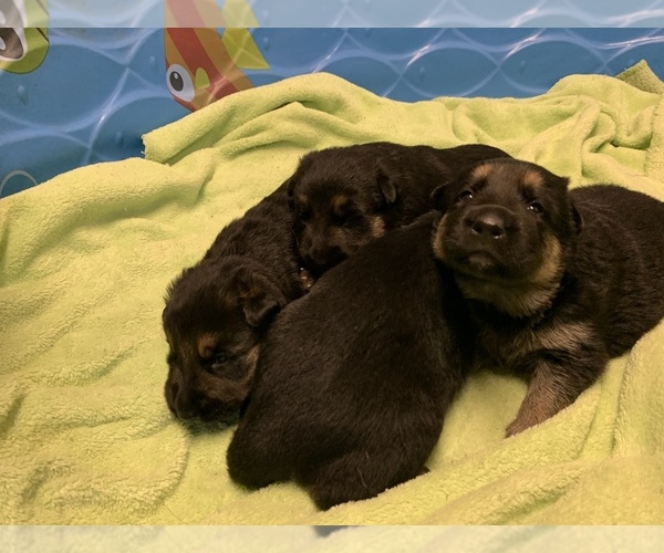 Medium Photo #4 German Shepherd Dog Puppy For Sale in ALBANY, NY, USA