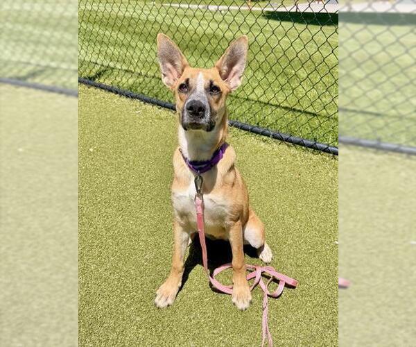 Medium Photo #1 German Shepherd Dog-Unknown Mix Puppy For Sale in Dedham, MA, USA