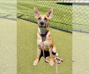 German Shepherd Dog-Unknown Mix Dogs for adoption in Dedham, MA, USA