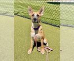 Small German Shepherd Dog Mix