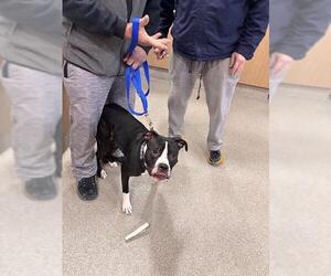 Boxer-Unknown Mix Dogs for adoption in Louisville, KY, USA