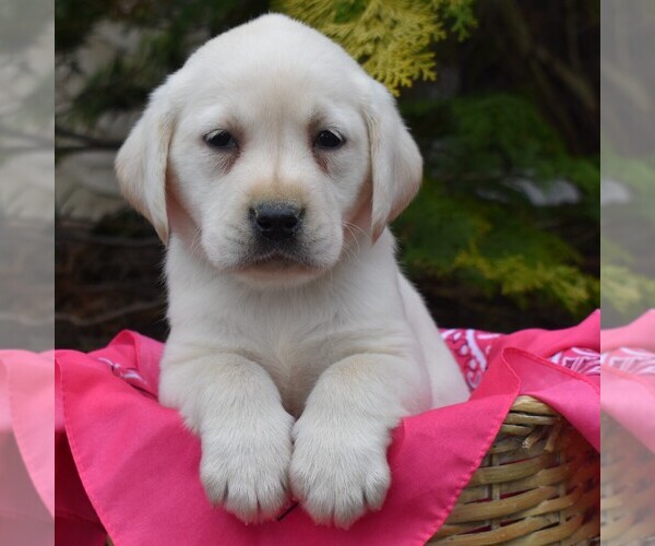Medium Photo #5 Labrador Retriever Puppy For Sale in MILLERSTOWN, PA, USA