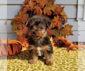 Yorkshire Terrier Puppy for sale in LOWELL, MA, USA