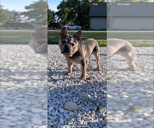 French Bulldog Puppy for sale in PEORIA, IL, USA