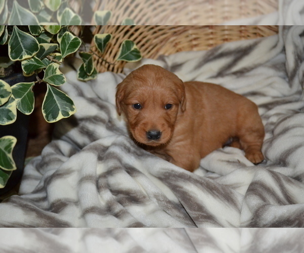 Medium Photo #47 Golden Retriever Puppy For Sale in GREENWOOD, WI, USA