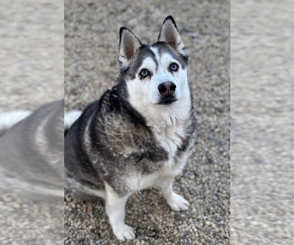 Medium Photo #1 Pomsky Puppy For Sale in Matawan, NJ, USA