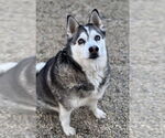 Nikko - Male Pomsky Dog for Adoption - Small photo