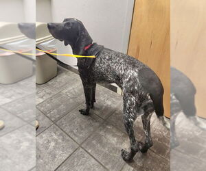 Pointer Dogs for adoption in Fairfax, VA, USA