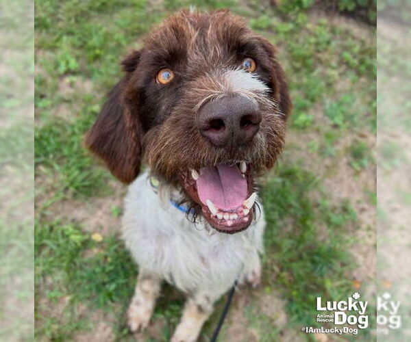 Medium Photo #1 German Wirehaired Pointer-Unknown Mix Puppy For Sale in Washington, DC, USA