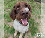 Small German Wirehaired Pointer Mix