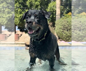 Bronson - Male Rottweiler Dog for Adoption - Photo #6