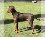 Small #2 Doberman Pinscher