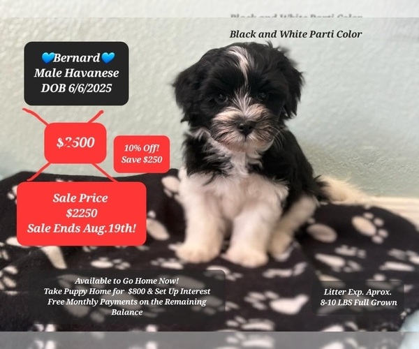 Medium Photo #1 Havanese Puppy For Sale in TUCSON, AZ, USA