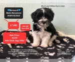 Image preview for Ad Listing. Nickname: Bernard