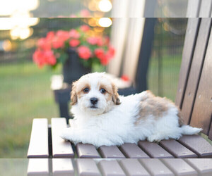 Havanese Puppy for sale in NORTH LAWRENCE, OH, USA