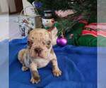 Small Photo #19 French Bulldog Puppy For Sale in ADRIAN, MI, USA