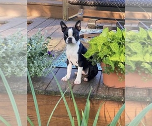 Boston Terrier Puppy for sale in LAUREL, MS, USA