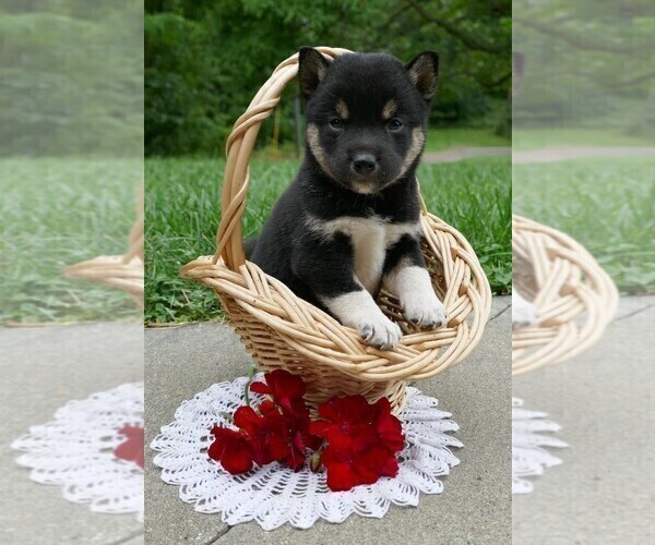 Medium Photo #7 Shiba Inu Puppy For Sale in THREE RIVERS, MI, USA