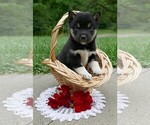 Small Photo #7 Shiba Inu Puppy For Sale in THREE RIVERS, MI, USA