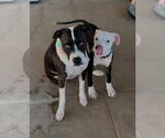 Small #2 Mutt