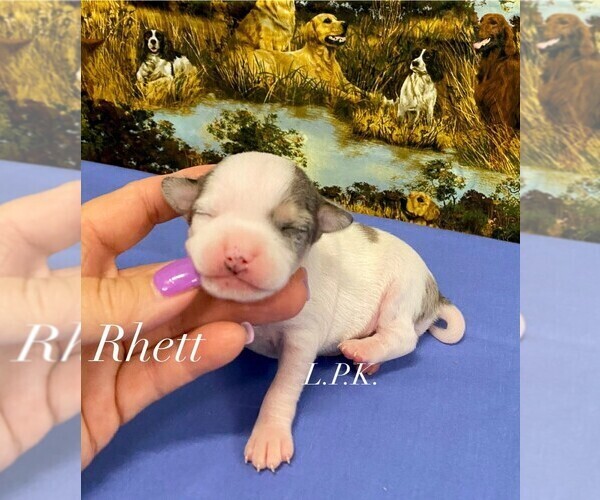 Medium Photo #1 Chihuahua Puppy For Sale in WINNSBORO, LA, USA