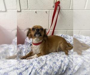 Chihuahua-Unknown Mix Dogs for adoption in San Bernardino, CA, USA