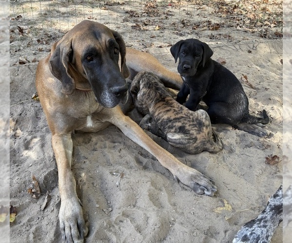Medium Photo #17 Great Dane Puppy For Sale in CLANTON, AL, USA