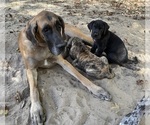 Small #16 Great Dane