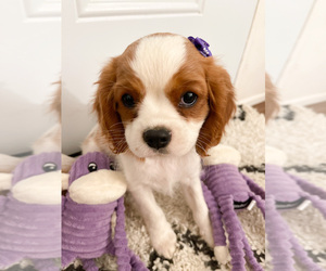 Cavalier King Charles Spaniel Puppy for Sale in BOX SPRINGS, California USA