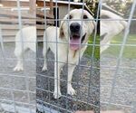 Small Photo #1 Labrador Retriever Puppy For Sale in OLYMPIA, WA, USA