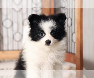 Pomeranian Puppy for sale in NAPLES, FL, USA
