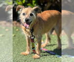 Small #2 Norfolk Terrier Mix