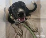 Small #2 Labrador Retriever-Retriever  Mix