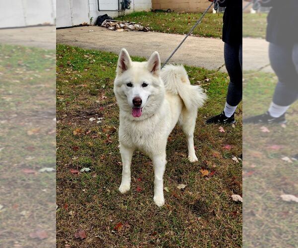 Medium Photo #2 Siberian Husky Puppy For Sale in Perth Amboy, NJ, USA