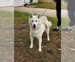 Small #1 Siberian Husky