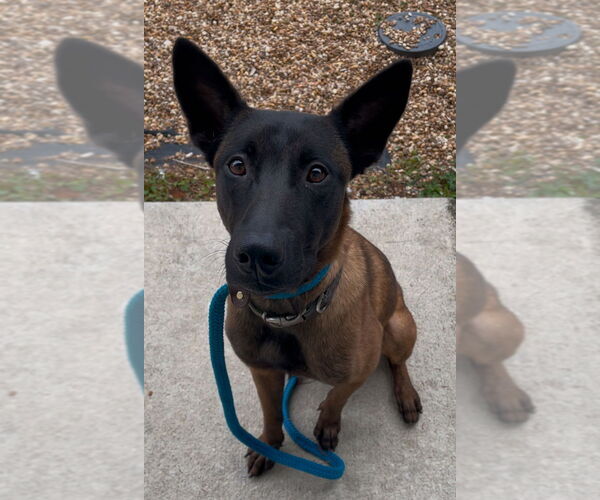 Medium Photo #5 Mutt Puppy For Sale in Imlay City, MI, USA