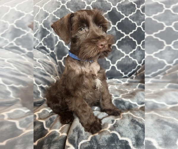 Medium Photo #2 Schnauzer (Miniature) Puppy For Sale in ROY, WA, USA