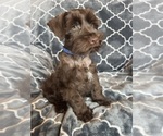 Small #1 Schnauzer (Miniature)