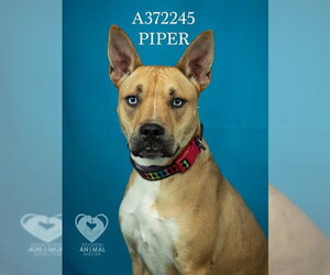 Siberian Husky-Unknown Mix Dogs for adoption in Stockton, CA, USA