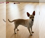 Small #2 Chihuahua Mix