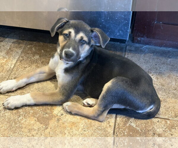 Medium Photo #8 Siberian Husky-Unknown Mix Puppy For Sale in Germantown, OH, USA