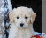 Small Photo #1 Goldendoodle (Miniature) Puppy For Sale in ELIZABETHVILLE, PA, USA