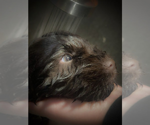 Schnauzer (Miniature) Puppy for sale in COLTON, OR, USA