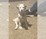 Small Photo #2 Dalmatian Puppy For Sale in MORROW, OH, USA